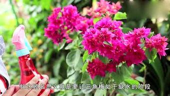 娱乐吃瓜酱三角梅,吃瓜酱视角下的娱乐圈三角关系揭秘